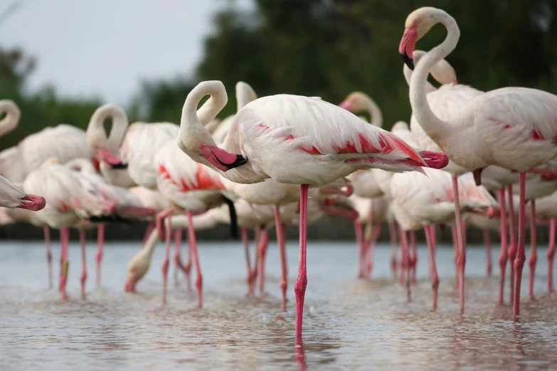 the flock of flamingos are walking along the water