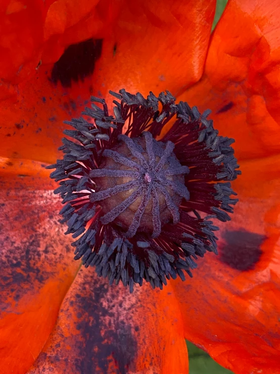 a flower with some blue petals and an orange rose