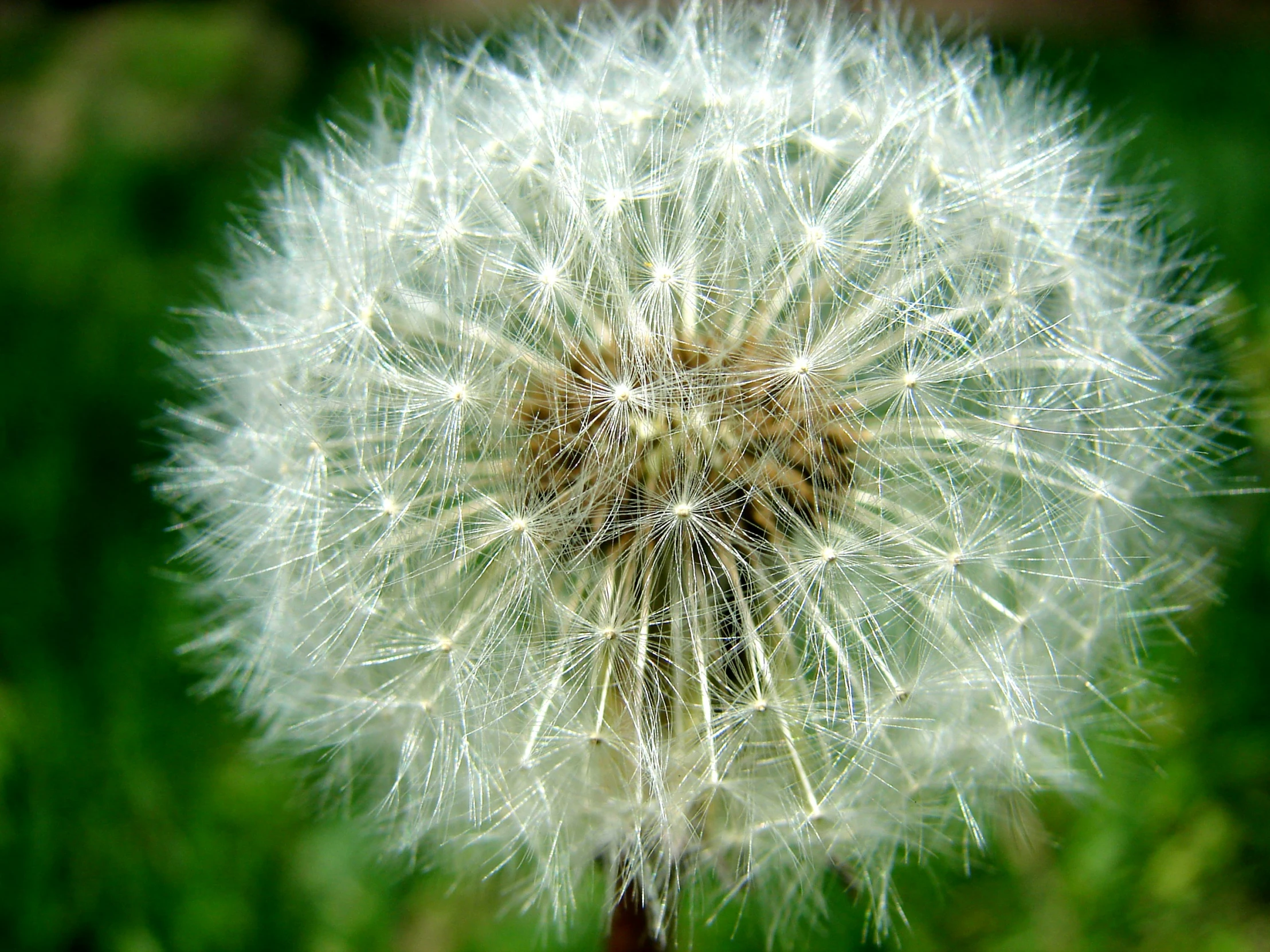 a close up of a dandelion with many buds