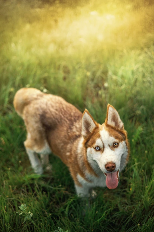 a brown and white husky is standing in the grass