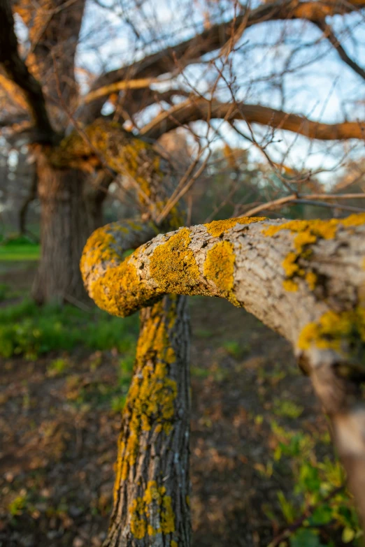 a tree with yellow moss growing on the bark of it