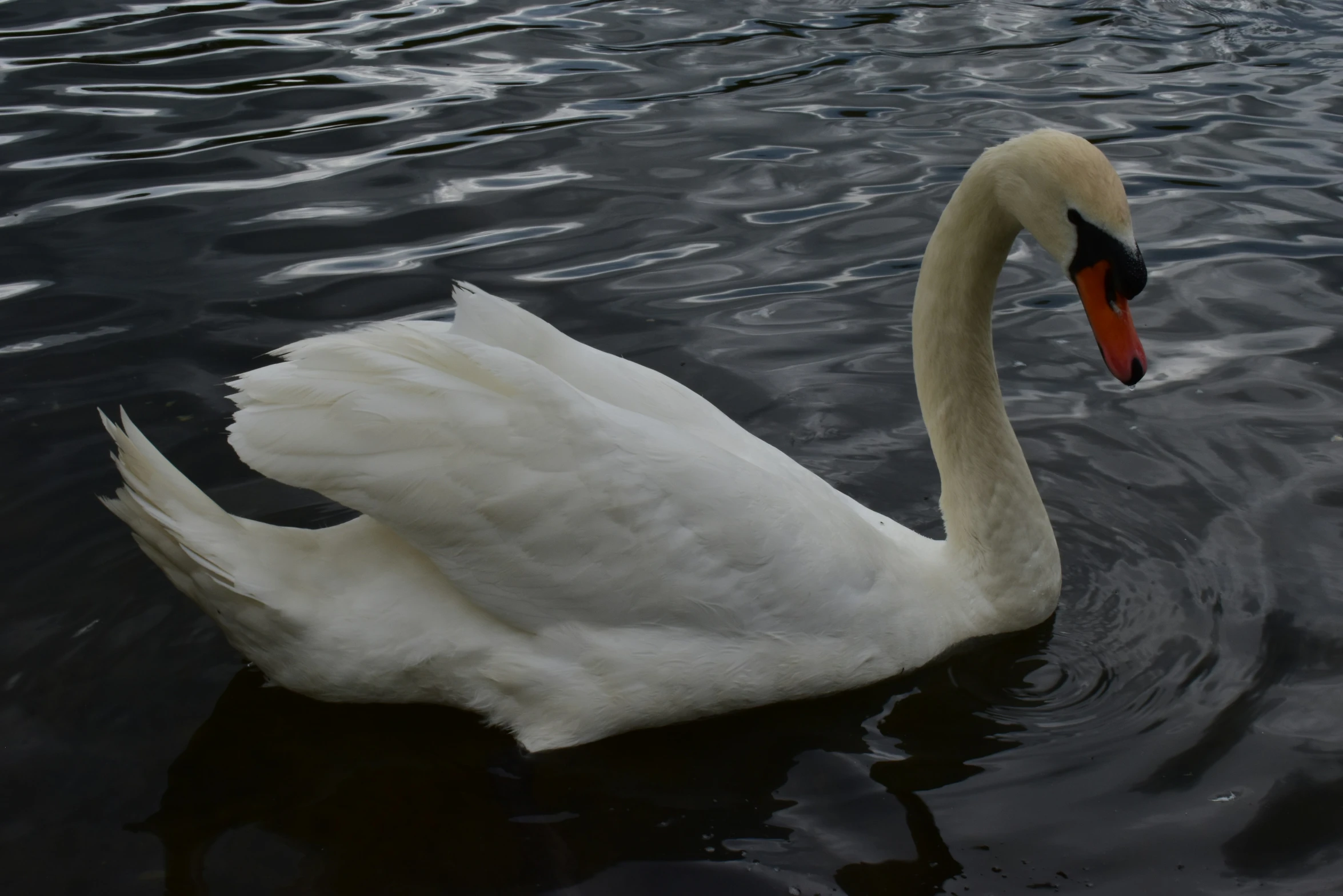 there is a large swan floating in the water