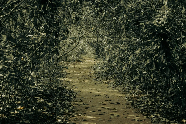 a pathway with trees and dirt next to it