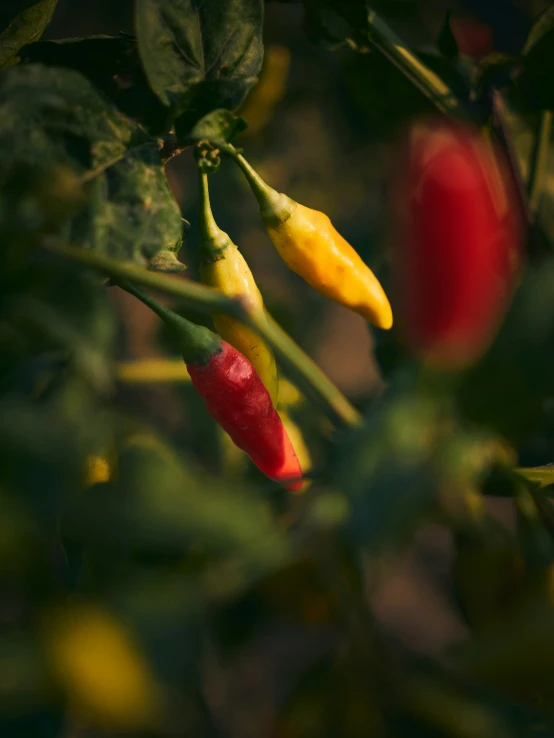 red peppers on the green leaves of a tree