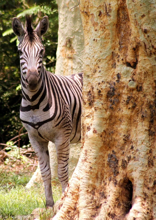 ze standing near the bark of a tree in the forest