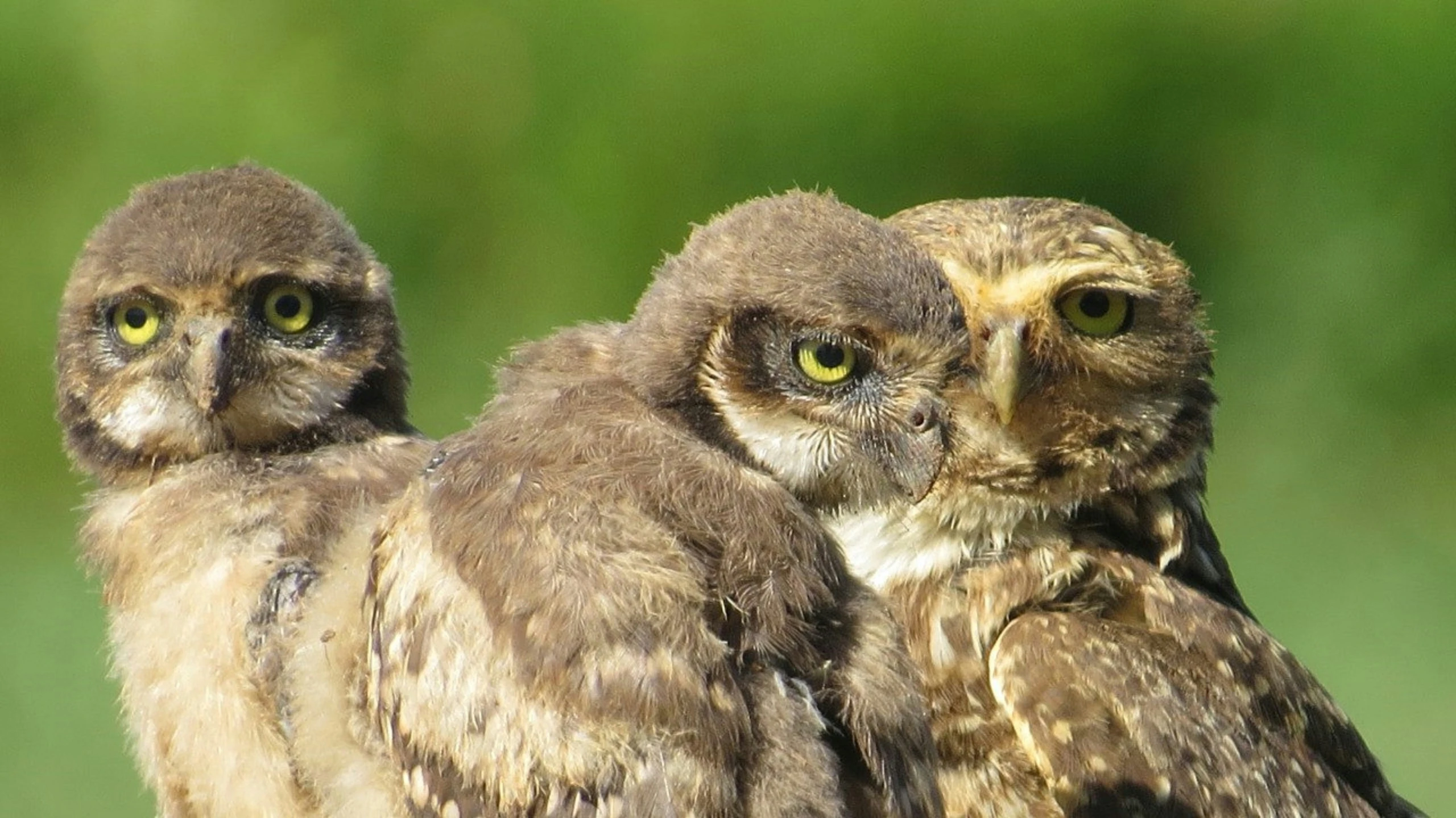 two owls are standing side by side and the third one is looking toward the camera