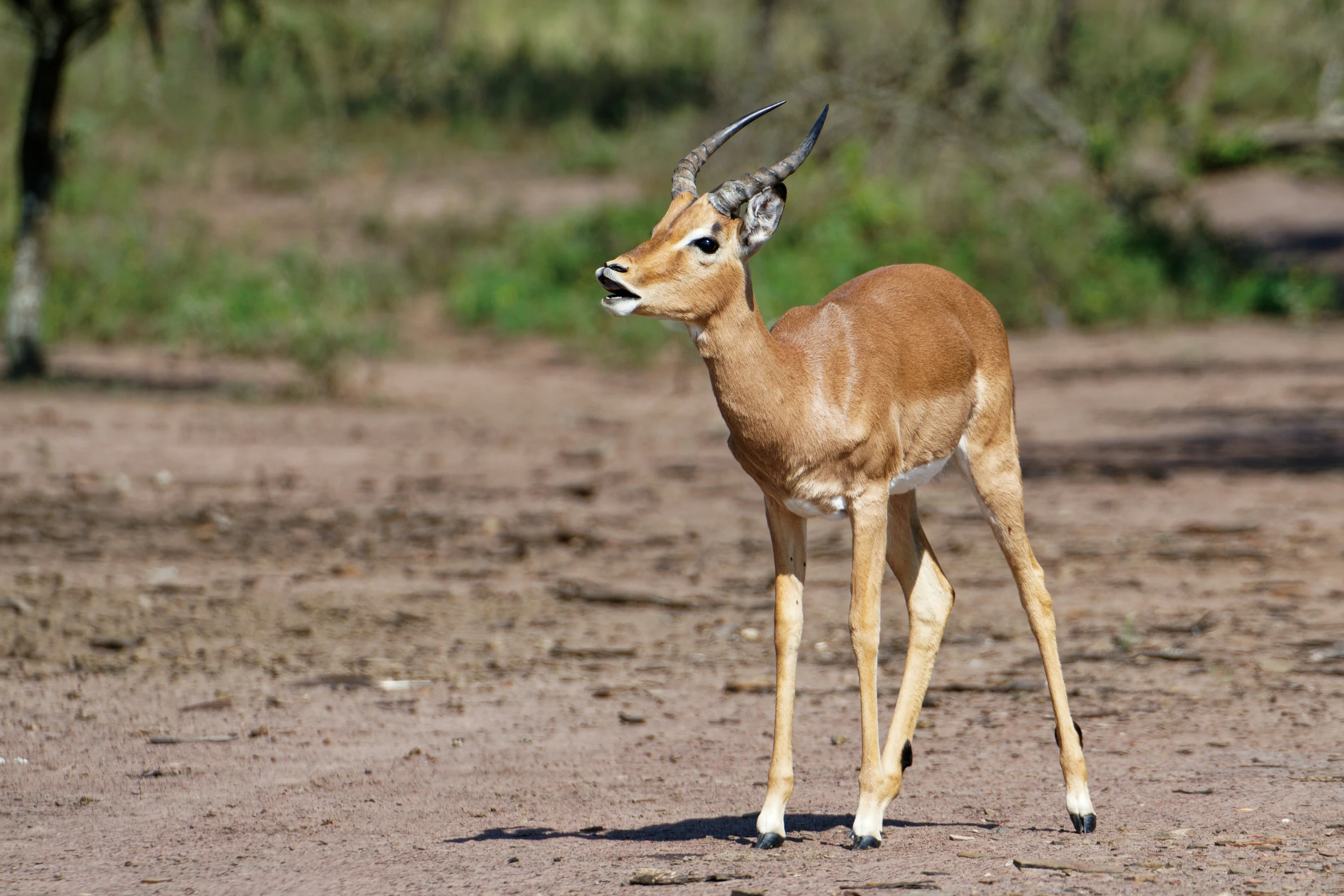 an animal with horns is standing in the dirt