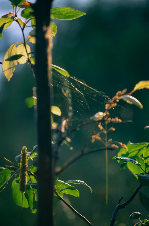 the morning dew in the tree has fallen from the nches