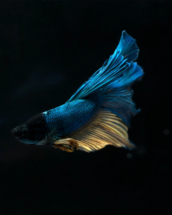 a blue tropical fish with long tail