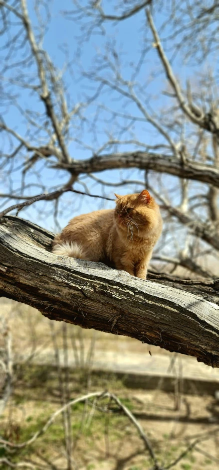 an orange cat is sitting on top of the nch