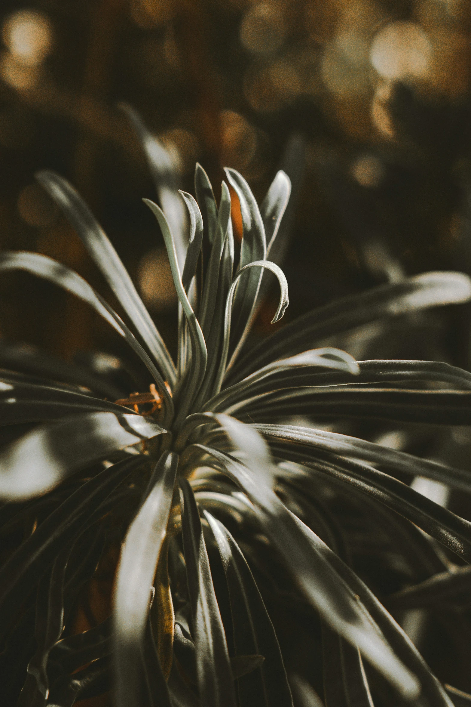 a plant with green and white leaves and bright orange spots