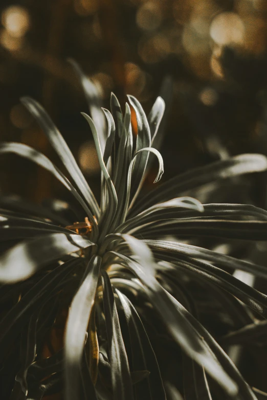 a plant with green and white leaves and bright orange spots