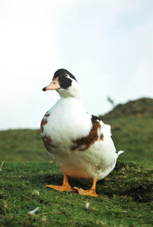 a small duck that is standing on some grass