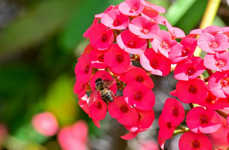 a flower with pink flowers in the middle is surrounded by a bee