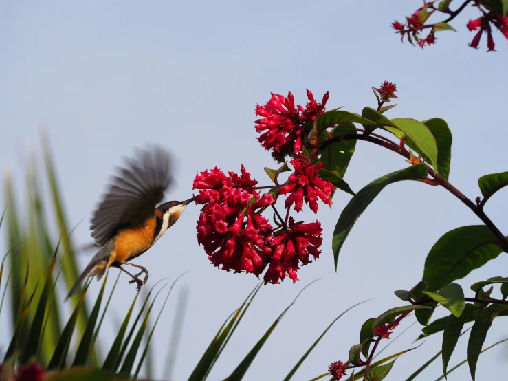 a bird flies away from a flowery tree