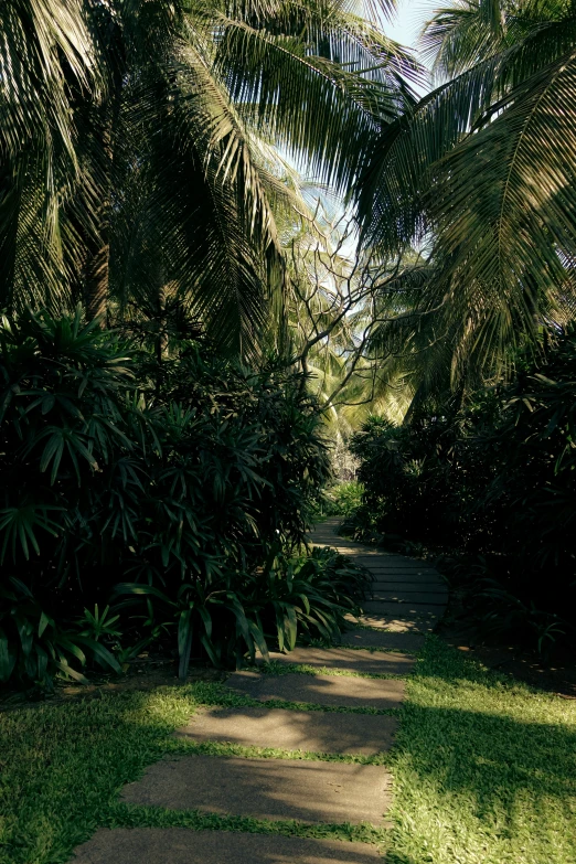 the path in the forest is lined with palm trees