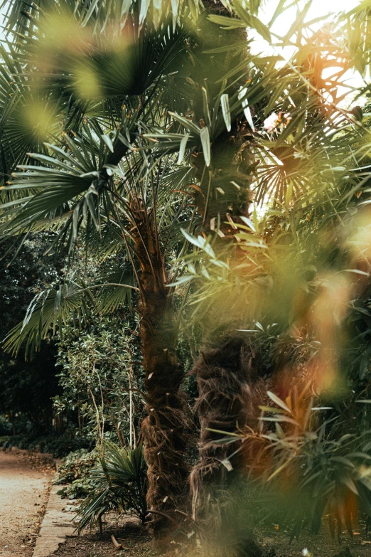 a giraffe is standing under some palm trees