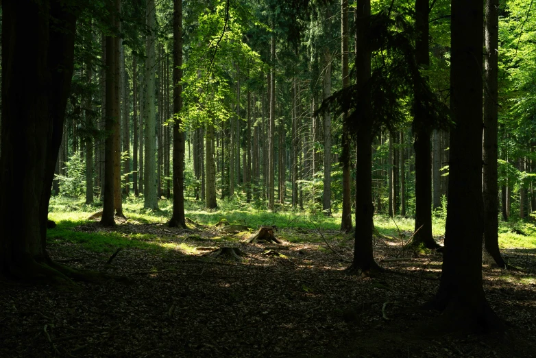 a forest filled with tall trees and green grass