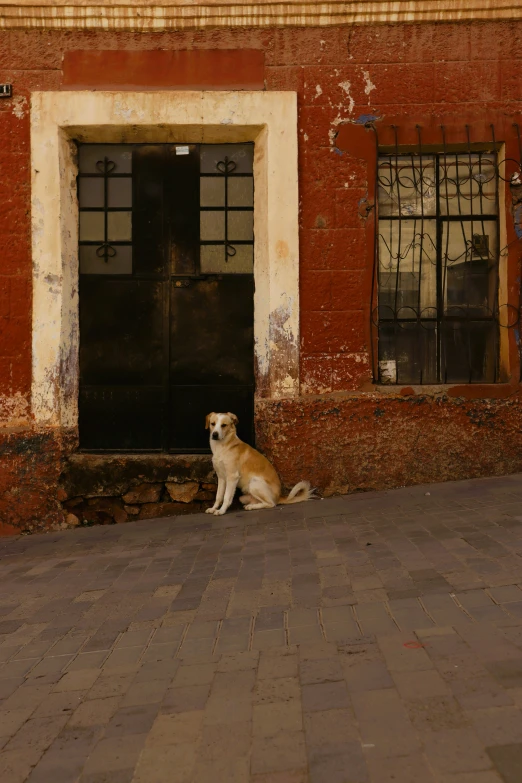 the dog is sitting on a brick paved area