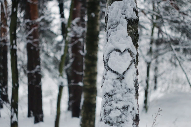 some trees are covered in a lot of snow