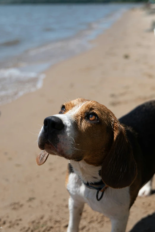 a beagle dog on the beach is staring to its left