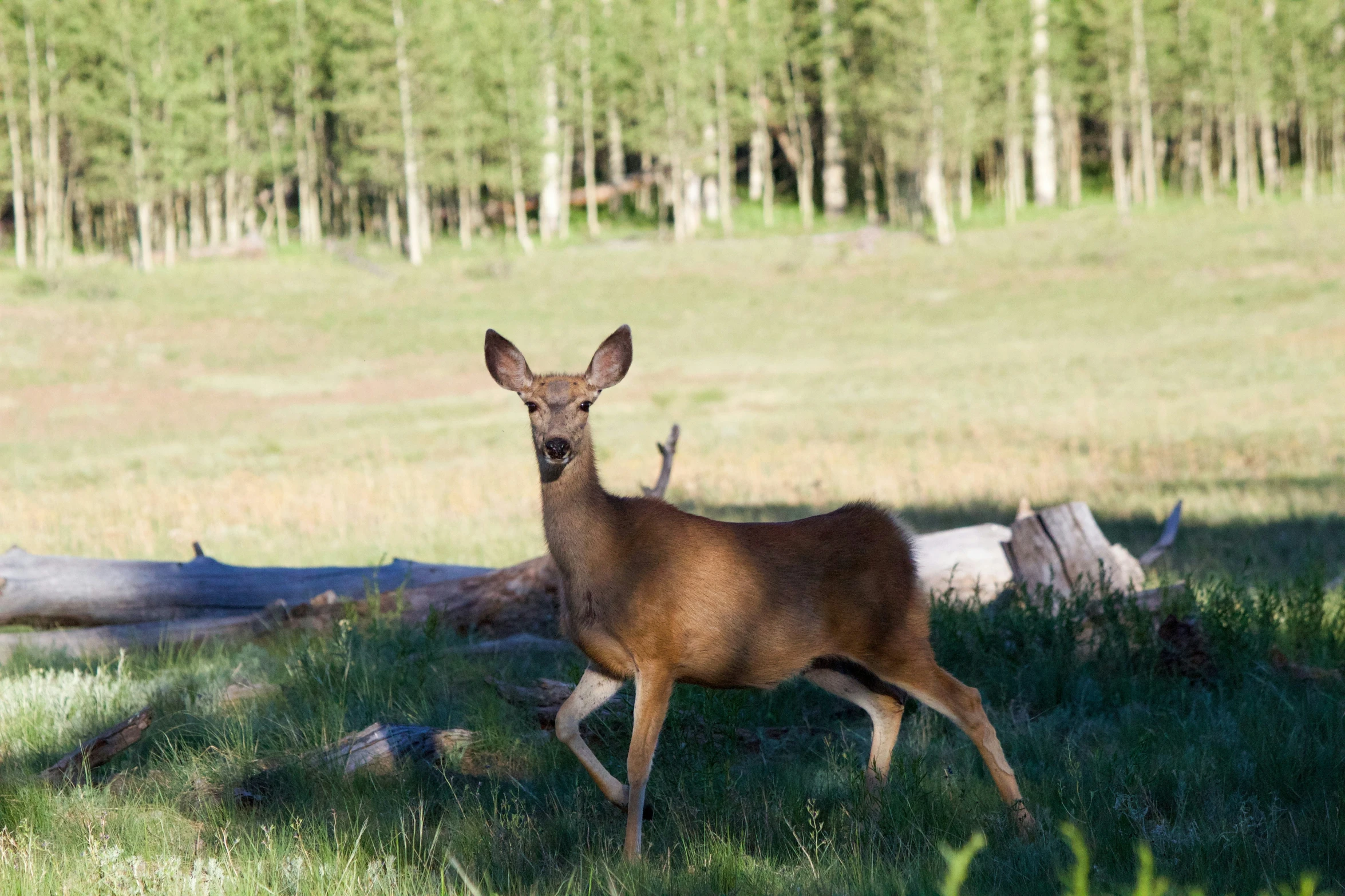 a deer is running through the woods and grass