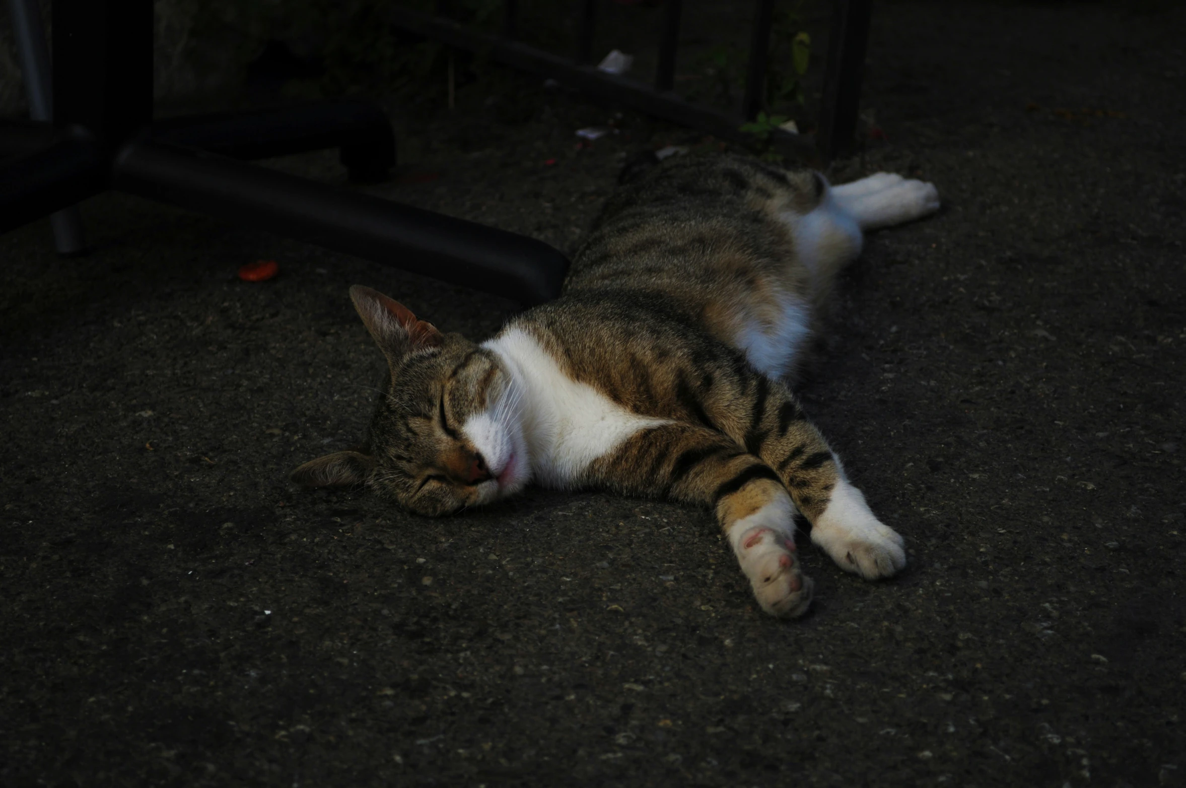 a cat lying on the ground looking sleepy