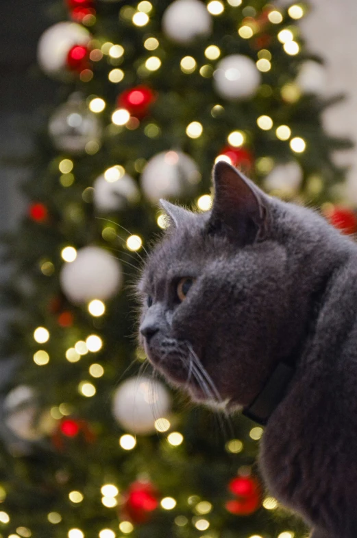 a gray cat is sitting by a christmas tree