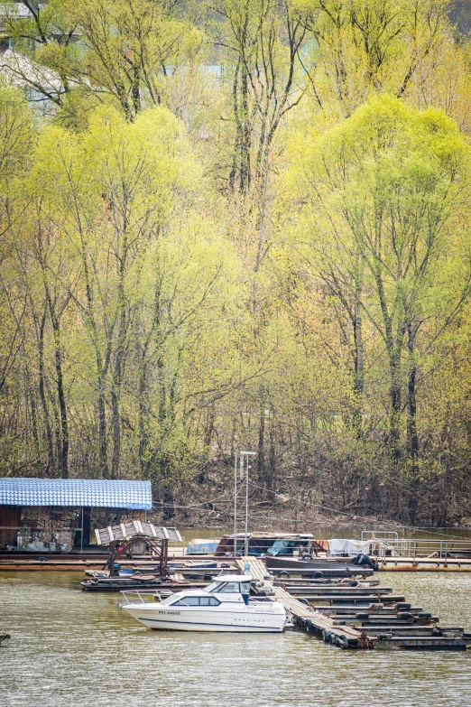 several boats docked in the water with many trees surrounding them