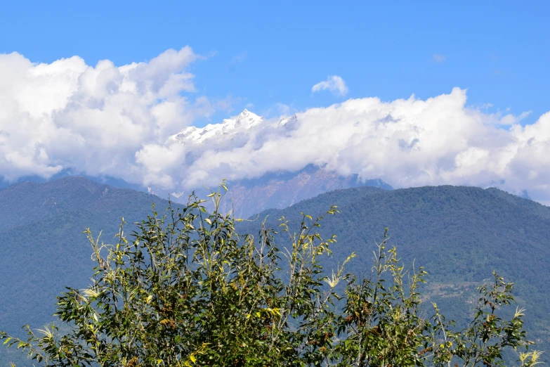 tree tops near trees with snow capped mountain range in the background