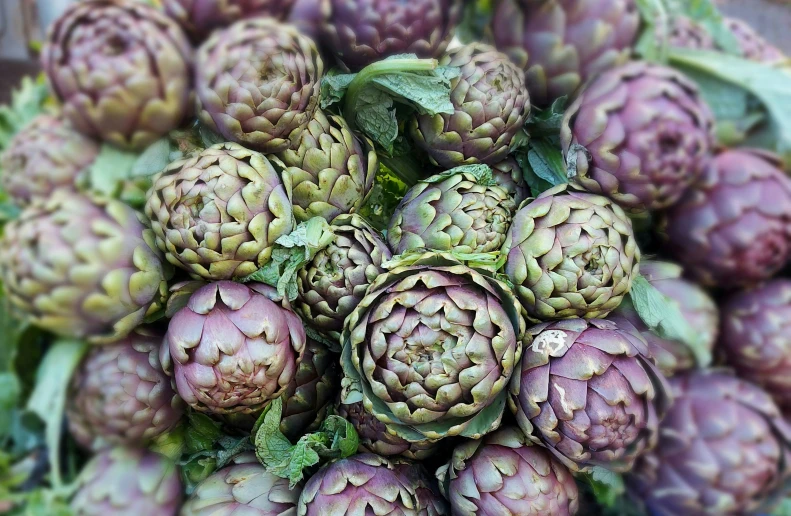 closeup view of a bunch of artichokes in the wild