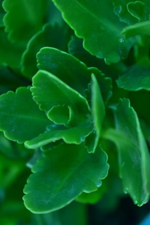 close up s of a green plant with very large leaves