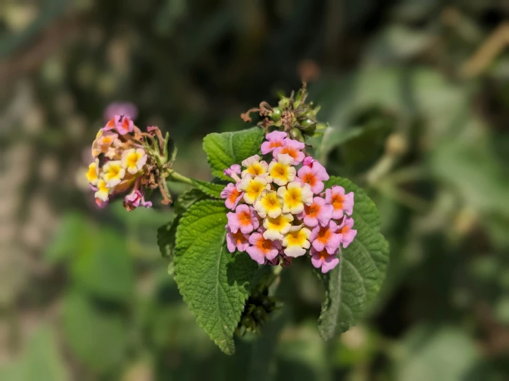 a colorful flower blossom on the plant