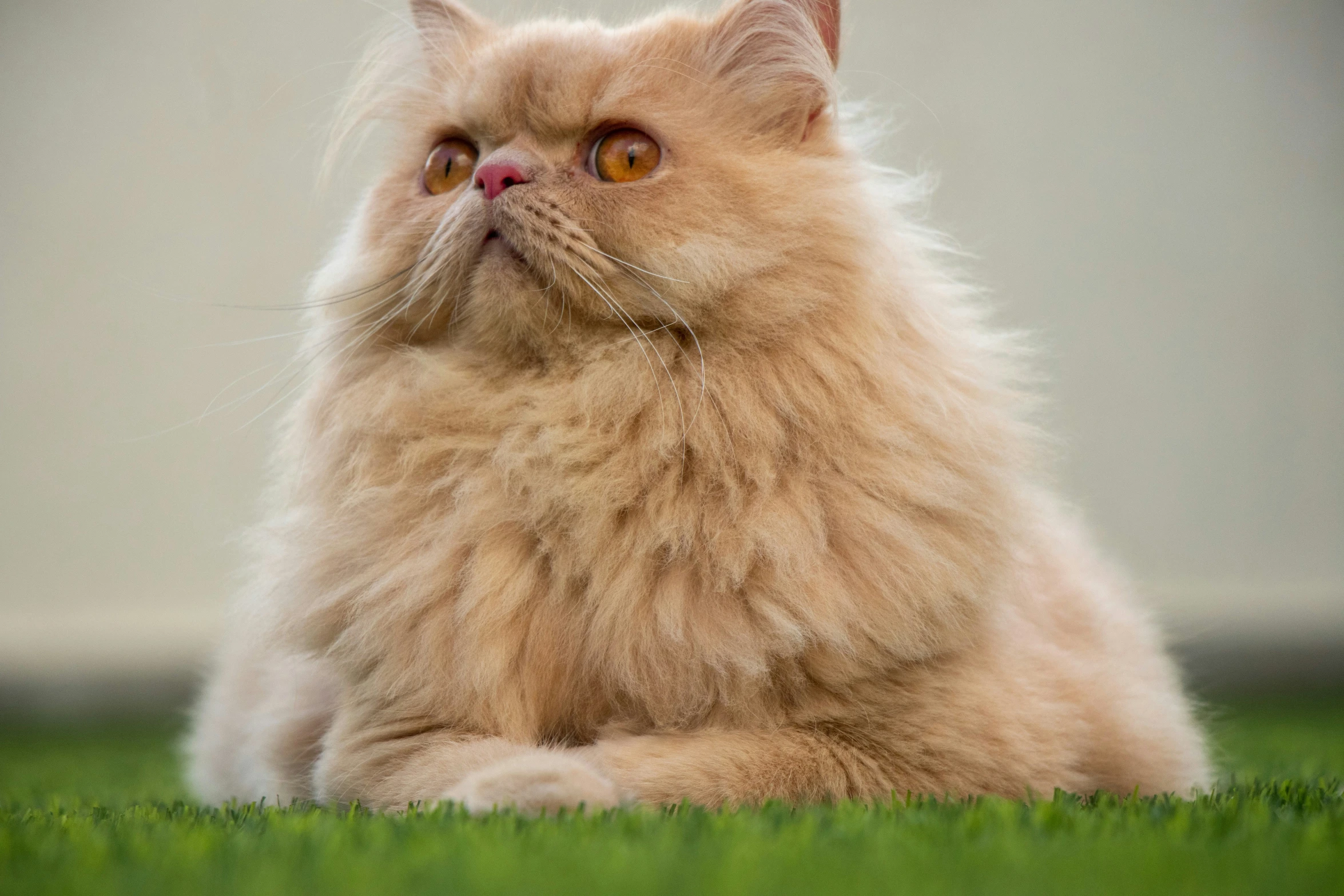 a long haired orange cat looking upward with a funny look on its face