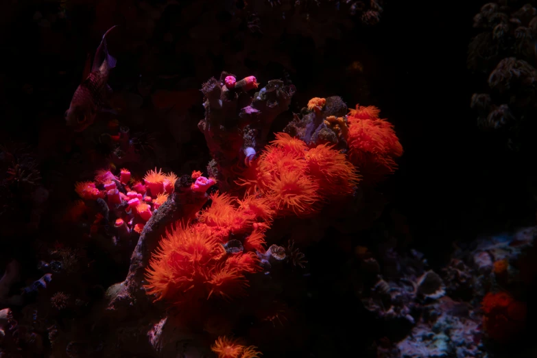 an ocean coral filled with lots of bright red corals