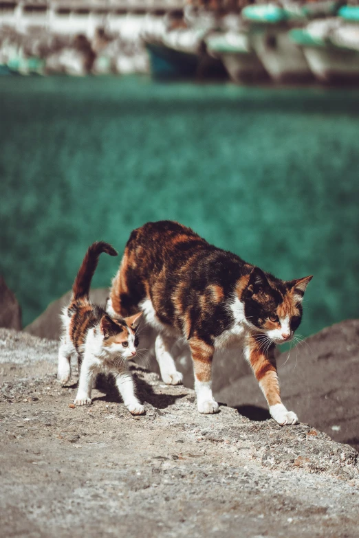 two cats walking along a road near some rocks