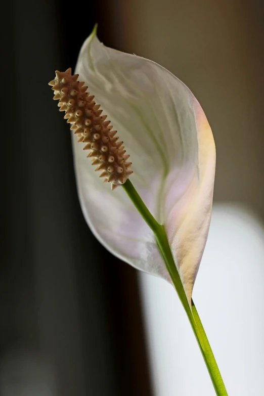 a white flower with an odd blooming stem