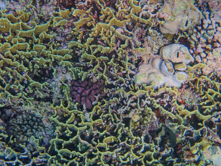 an underwater view shows corals and sea life