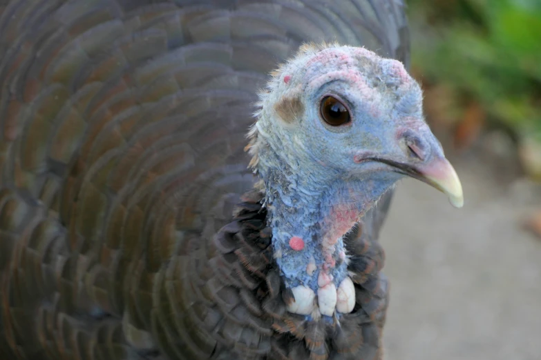 closeup of a turkey's feathers on a gray concrete background