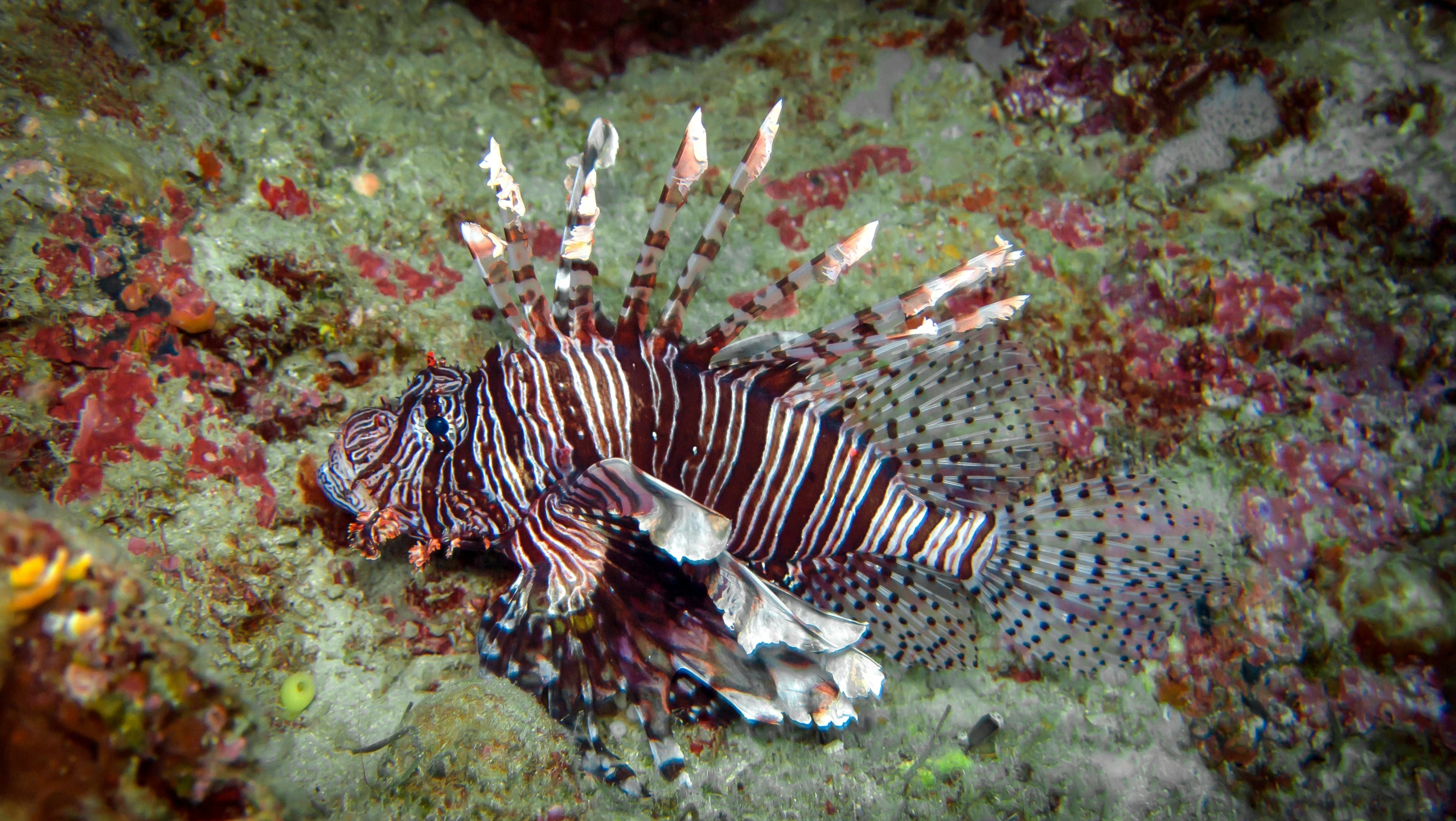 a lionfish with a few fish on a coral reef