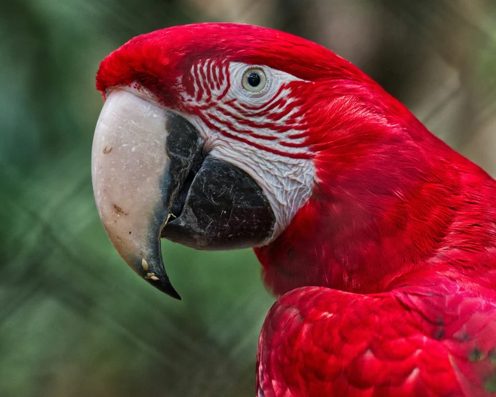 the large red parrot has a white stripe