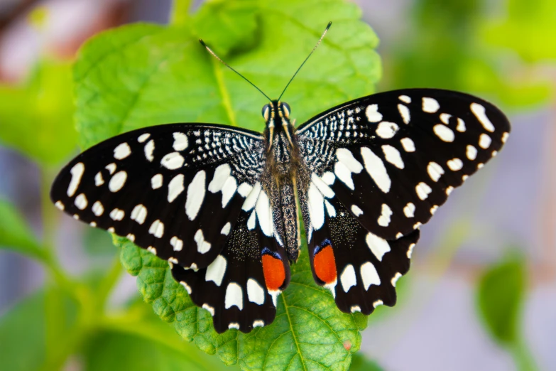 a black erfly with orange accents sitting on a green leaf