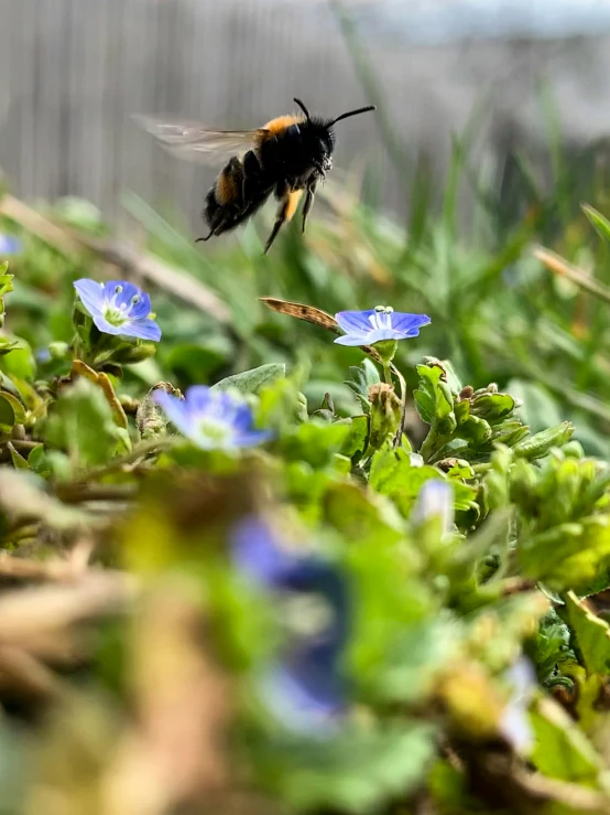 a close - up view of a bee, with the honeybee hovering towards the ground