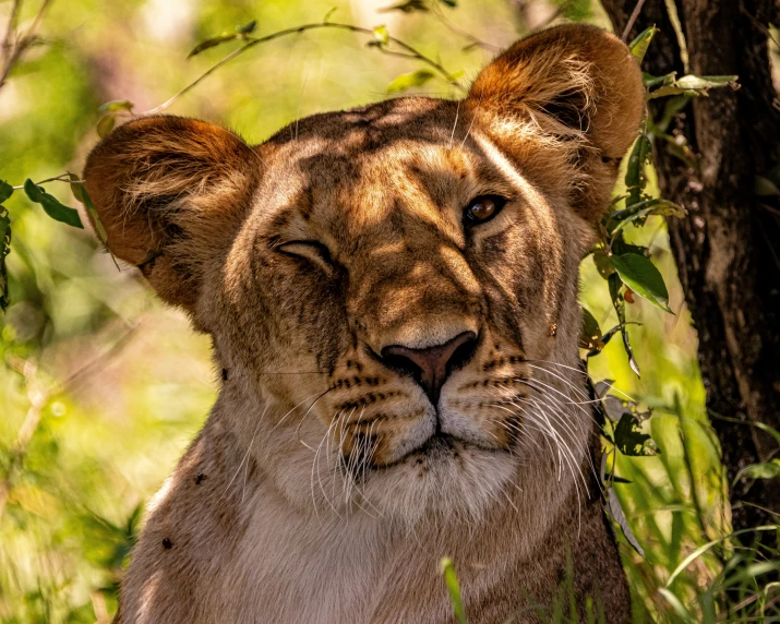 a close up s of the head and face of a young lion