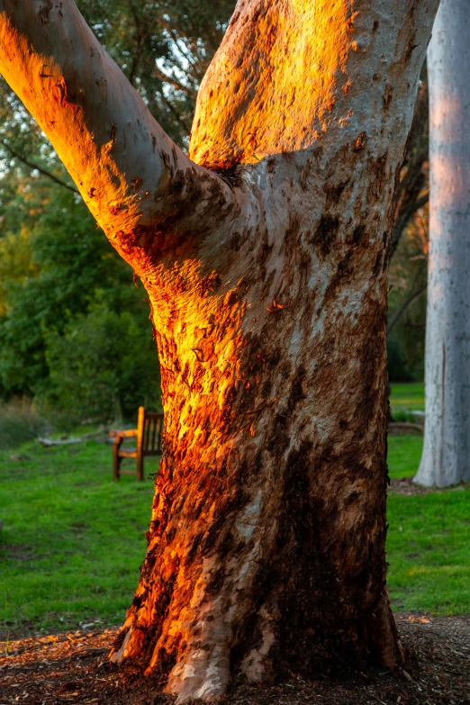 a big, old tree is lit up for the night