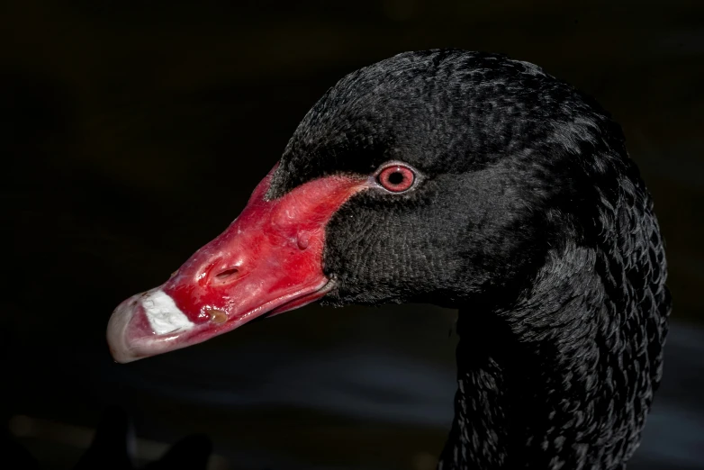 the head and beak of a black bird
