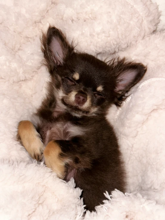 a dog laying in his bed with fluffy fur on