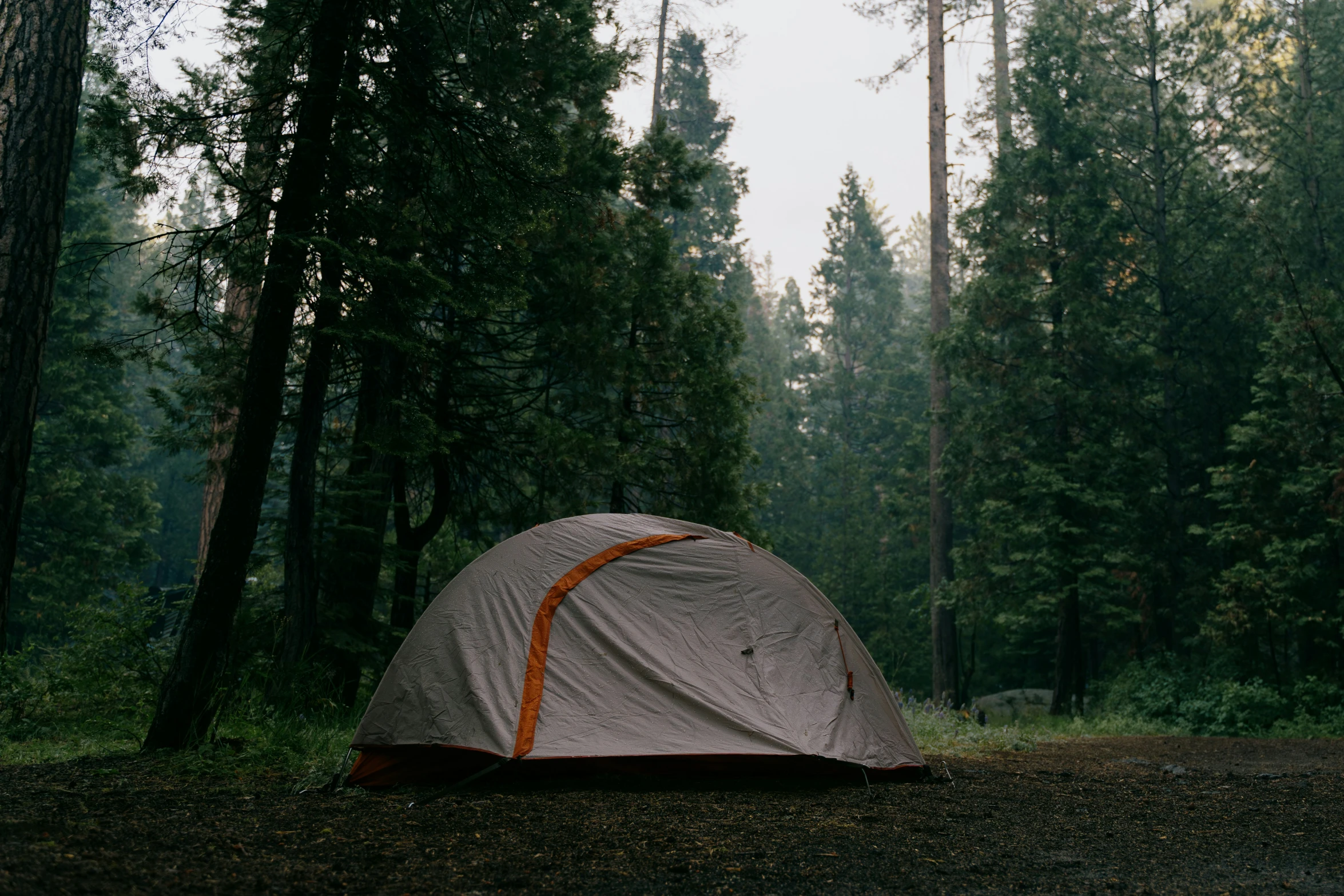 a tent sits alone in a clearing surrounded by tall trees