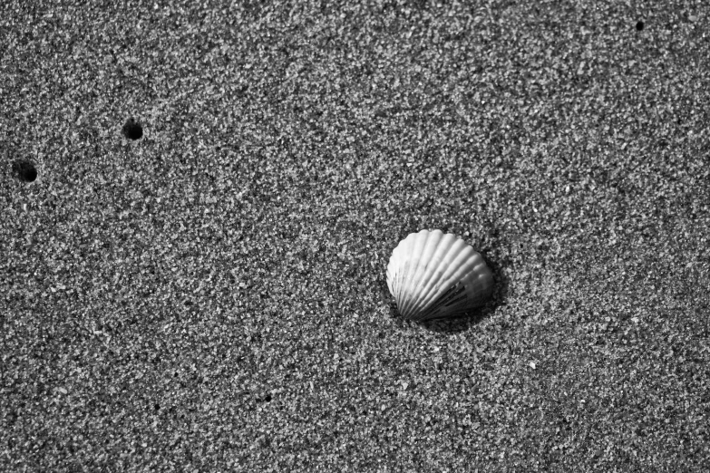 a white seashell lying on top of black sand