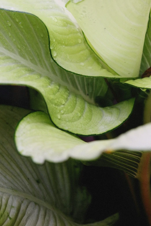 a close up of a plant with green leaves